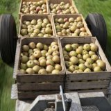 Même si elles paraissent impeccables à la récolte, les pommes peuvent soudainement présenter des zones brunes et pourries lorsqu'elles sont stockées. Cela est dû à des maladies post-récolte comme la pourriture lenticellulaire (image symbolique). KEYSTONE/GAETAN BALLY
